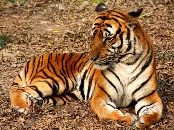 Điểm danh loài động vật quý hiếm đối mặt nguy cơ tuyệt chủng