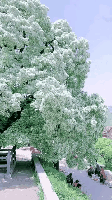  Đặc điểm khiến cây cảnh "hút hồn" mọi người chính là những chùm hoa trắng như tuyết, mỗi bông hoa có 4 cánh, mọc thành chùm lớn dày đặc, có hương thơm dịu nhẹ. Thời kì hoa lưu tô nở bắt đầu vào cuối mùa xuân hoặc mùa hè, rộ nhất là vào tháng 4 đến tháng 6 hàng năm. Ảnh minh họa Toutiao 