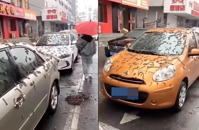 Rợn người “mưa sâu róm” bất ngờ ập xuống... sự thật cực ngỡ ngàng
