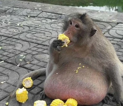 Sửng sốt loạt động vật ‘đô con’ nhất thế giới, khó tin nhất số 1