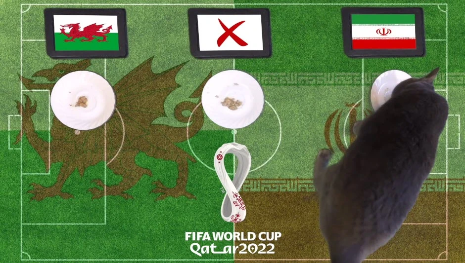Mèo tiên tri, đại bàng Romeo dự đoán sốc tỉ số World Cup 2022 25/11