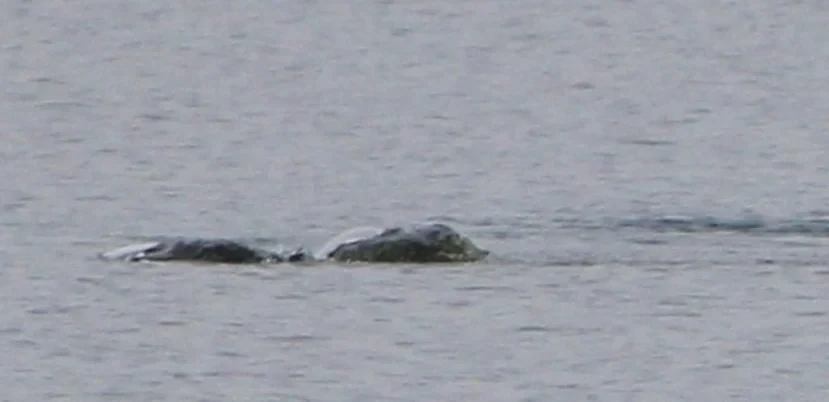 Sốt xình xịch bức ảnh chụp quái vật hồ Loch Ness giấu kín nhiều năm