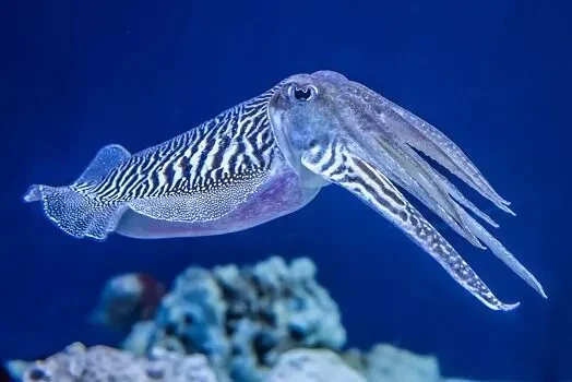 Top động vật sở hữu “siêu năng lực” khiến con người ngả mũ thán phục