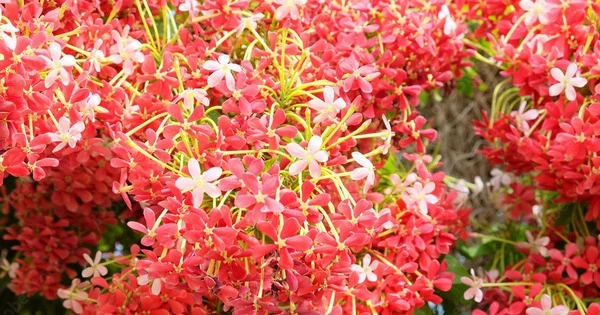 Cây cảnh nở rộ như pháo hoa, mang lời chúc sức khỏe, cát tường
