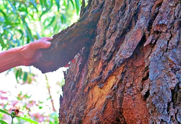13 "cây thép thiên nhiên" sót lại trên Trái đất... nằm trọn ở Việt Nam