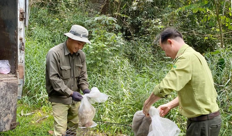 Thả 112 thú hoang dã về VQG Bù Gia Mập: Toàn loài quý hiếm! 