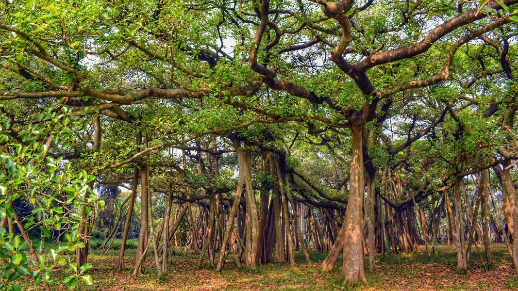 Sững sờ cây đa khổng lồ nhất thế giới, tán rộng bằng cả khu rừng