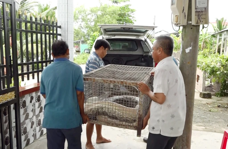 Giao nộp trăn đất “khủng” ở Cà Mau: Loài trong Sách đỏ Việt Nam!