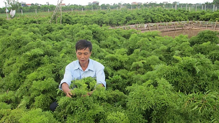 Loài cây được ví "nhân sâm của người nghèo", Việt Nam trồng đầy rẫy