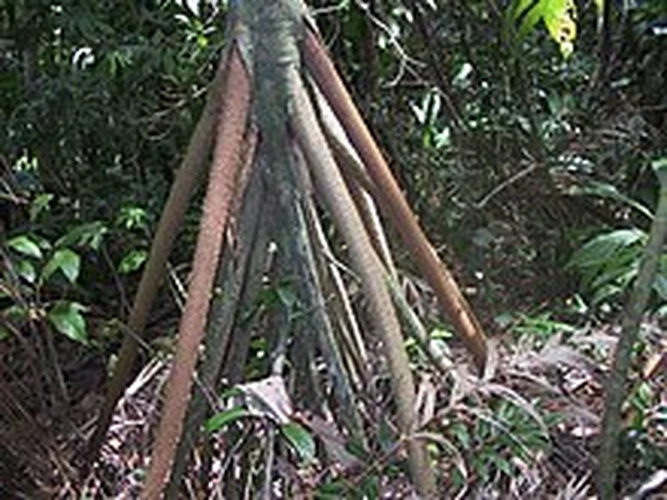 Sự thật chấn động loài cây "biết đi" duy nhất trên thế giới