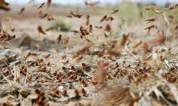 Đàn châu chấu khổng lồ xuất hiện ở Lạng Sơn: Loài phá hoại nguy hiểm