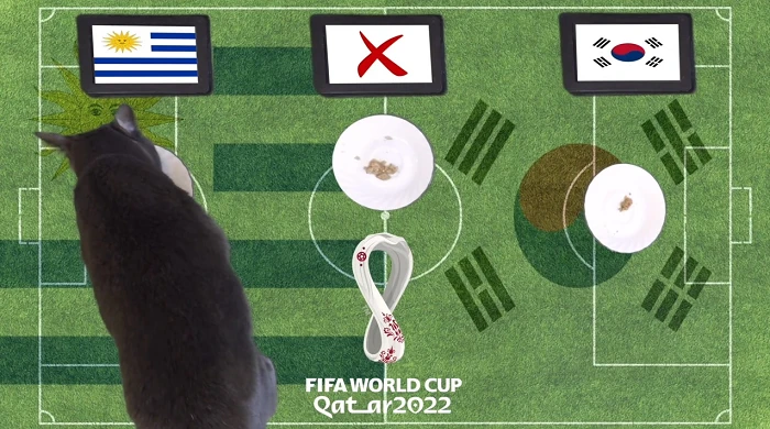 Mèo tiên tri, vẹt vui nhộn dự đoán sốc tỉ số World Cup 2022 24/11