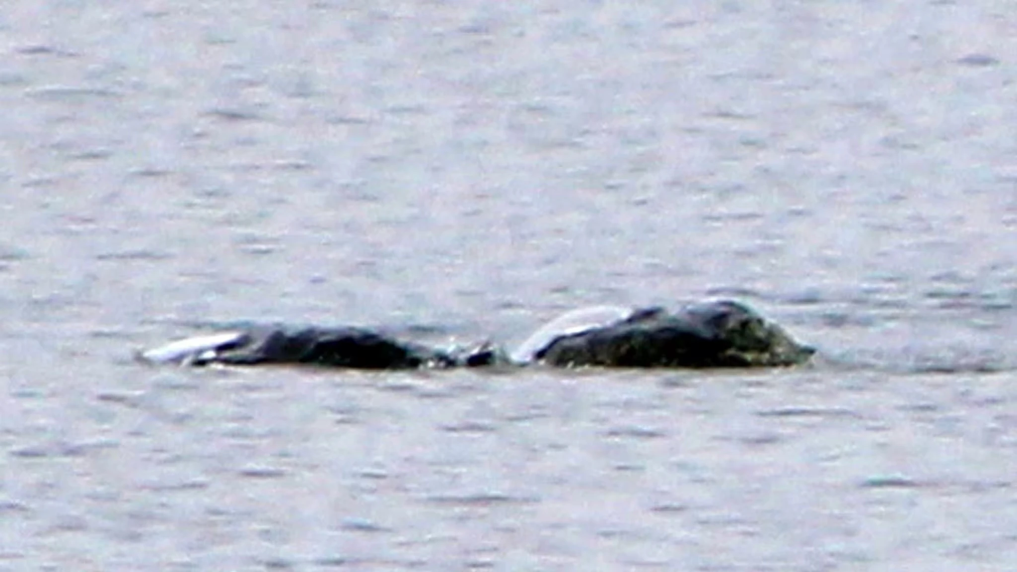 Đi dạo bất ngờ đụng trúng thứ bí ẩn, nghi quái vật hồ Loch Ness