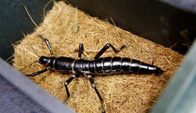 Chân dung 3 loài động vật hồi sinh từ nguy cơ tuyệt chủng
