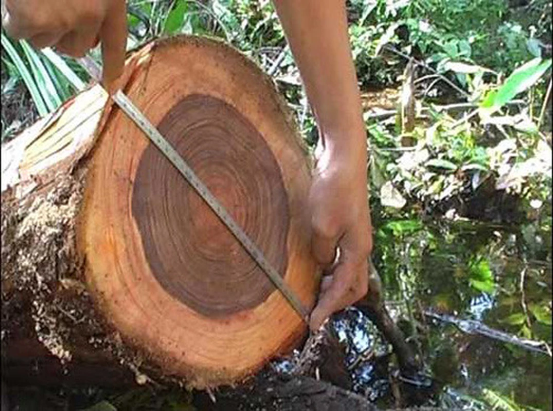 Loại gỗ "quý như vàng" Việt Nam sở hữu, núi tiền cũng không mua được 