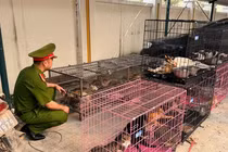 Hà Nội: Triệt phá đường dây trộm cắp, tiêu thụ hơn 300 con mèo