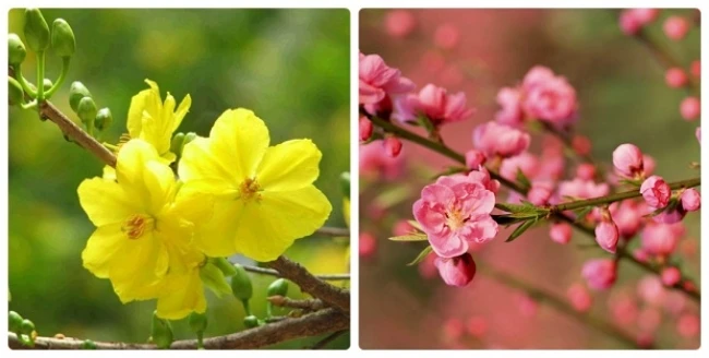 Đã mắt ngắm những cây đào, mai “khủng” nhất Việt Nam