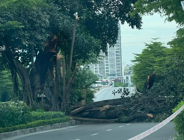Hà Nội: Cây đa cổ thụ gãy cành chắn ngang đường, giao thông ùn tắc