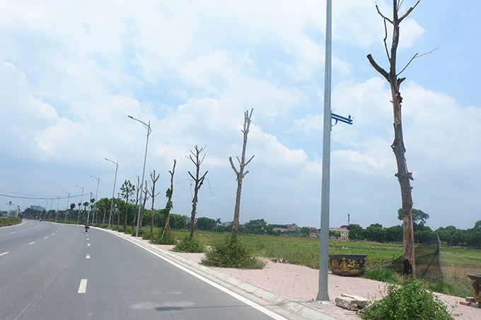 Hà Nội: Dân bức xúc vì hàng cây chết khô trên con đường trăm tỷ