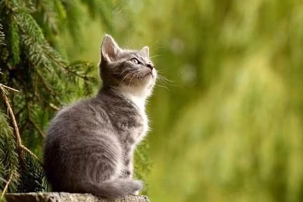 Điểm mạnh của tuổi Mão trong giai đoạn này là càng linh hoạt càng giàu. Họ không chỉ dựa vào một nguồn thu mà có thể mở thêm hướng mới, tăng dòng tiền nhanh chóng.