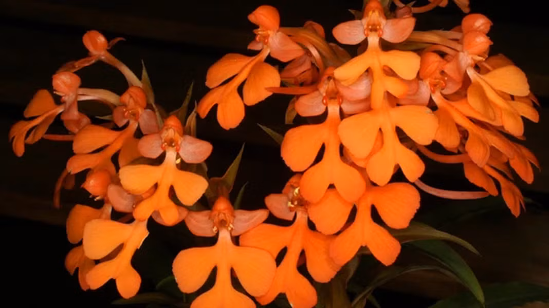 Lan kiến cò: Tên khoa học "Habenaria praetermissa". Đặc điểm: Ra hoa tháng 10, tái sinh bằng chồi và hạt, mọc rải rác trong rừng ở độ cao 100 - 200m. Phân bố: Trong nước: Hà Nam; Thế giới: Trung Quốc.