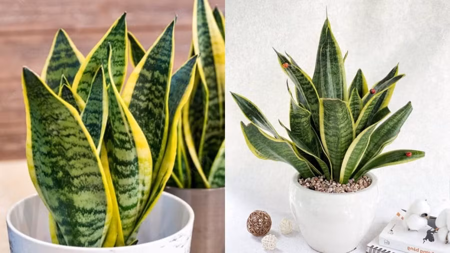  1. Cây lưỡi hổ viền vàng – Trấn khí, tụ lộc: Cây lưỡi hổ viền vàng (Sansevieria trifasciata ‘Laurentii’) là loài cây quen thuộc trong nhiều gia đình Việt Nam. Với dáng lá mọc thẳng, khỏe khoắn, viền vàng nổi bật trên nền xanh, lưỡi hổ không chỉ tạo điểm nhấn hiện đại mà còn mang nhiều ý nghĩa phong thủy.