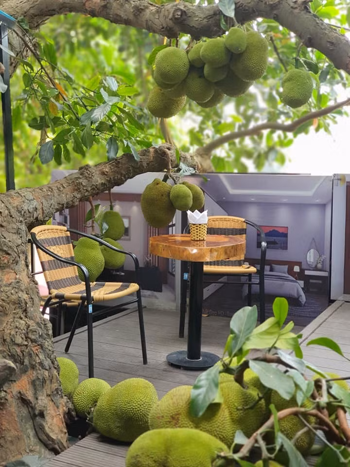  Ngược lại, nếu trồng cây mít ở phía sau nhà, mọi vấn đề kể trên đều được hóa giải. Tán cây rộng sẽ giúp che mát phần hậu, điều hòa không khí và bảo vệ ngôi nhà khỏi nắng nóng.