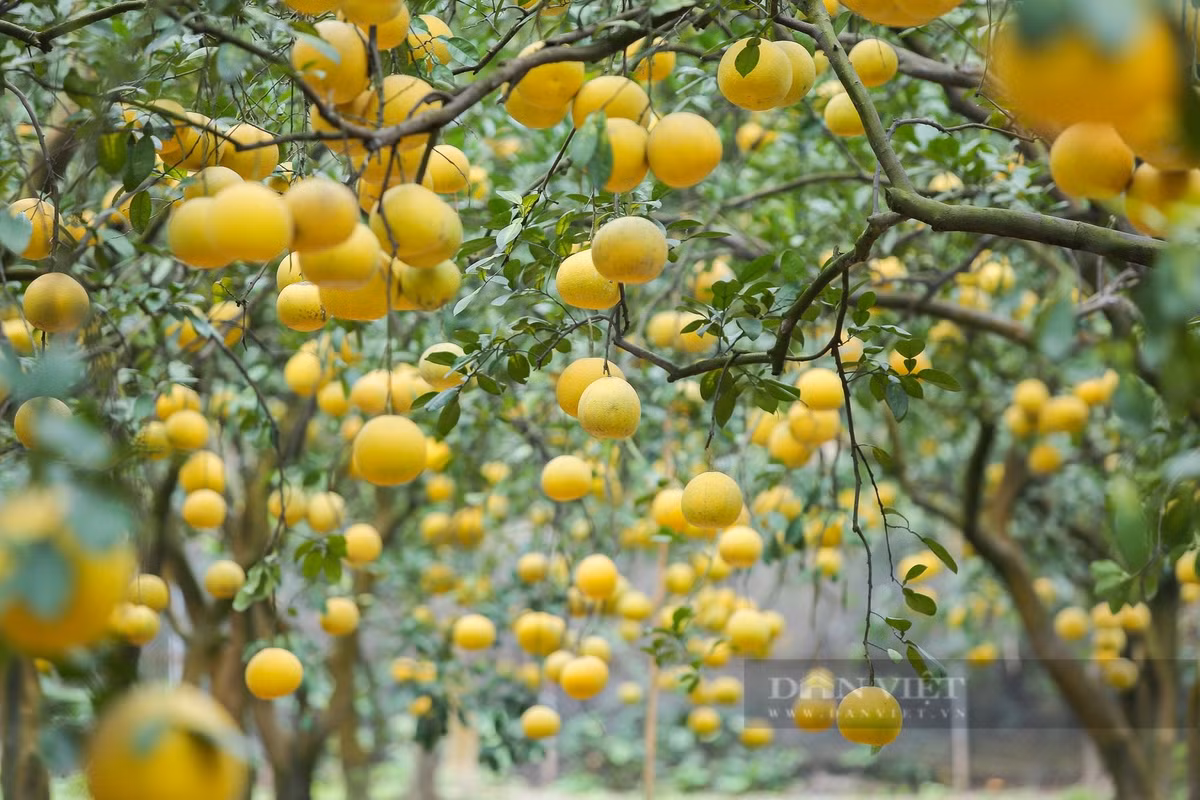 Cây ưa sáng, cần đất sâu, giàu dinh dưỡng và thoát nước tốt để phát triển khỏe mạnh và sai quả. Ngoài giá trị thẩm mỹ và kinh tế, bưởi còn mang đến năng lượng tích cực cho không gian sống. Vì thế, nhiều người lựa chọn trồng bưởi như một cách vừa làm đẹp nhà vừa mong cầu phúc lộc.