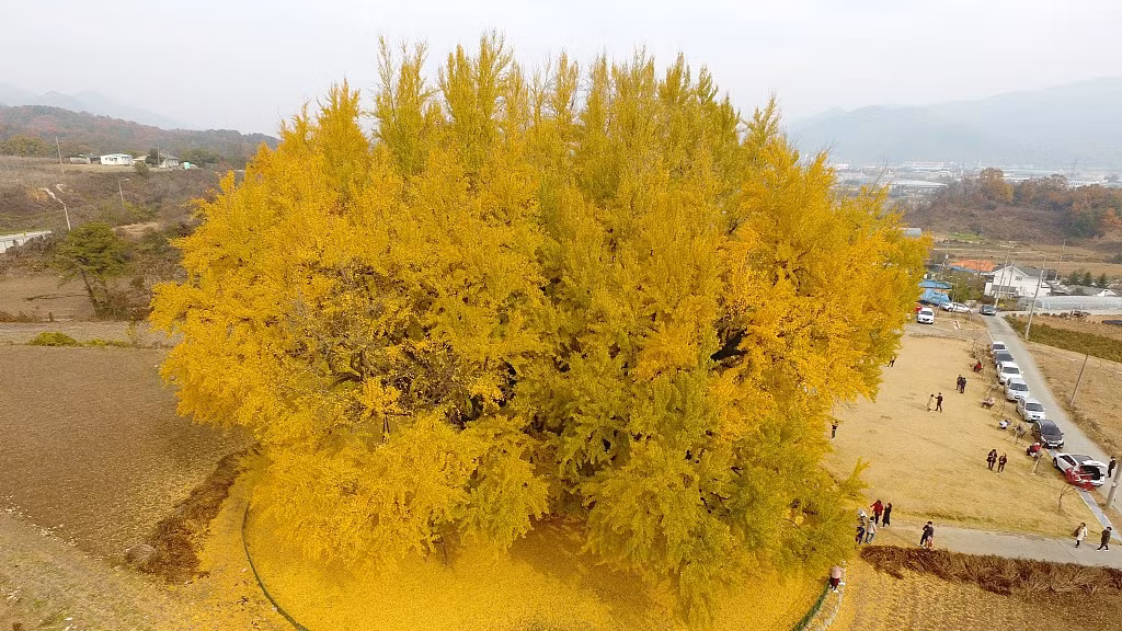 Trồng phong thủy trong nhà có tác dụng mang lại sự giàu có và là loại cây cát tường rất tốt có tác dụng xua đuổi tà ma, thu hút tài lộc. Hình ảnh uy nghiêm của cây cảnh này thường được nhìn thấy trong các ngôi đền cổ và các khu vườn nổi tiếng, lặng lẽ chứng kiến sự thay đổi của thời gian.