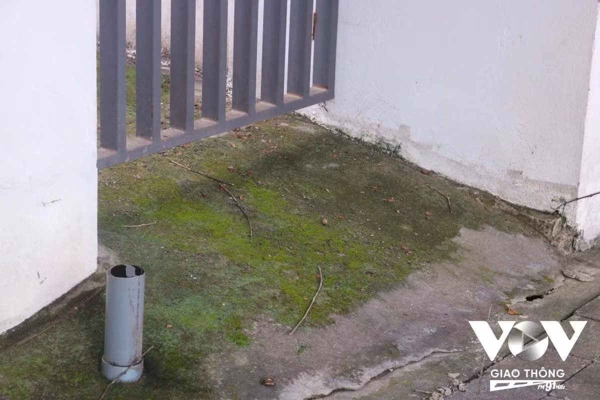 Mọc rêu, cỏ dại trong khuôn viên nhà, xung quanh là tình trạng chung của nhiều căn nhà tại khu biệt thự liền kề Dương Nội