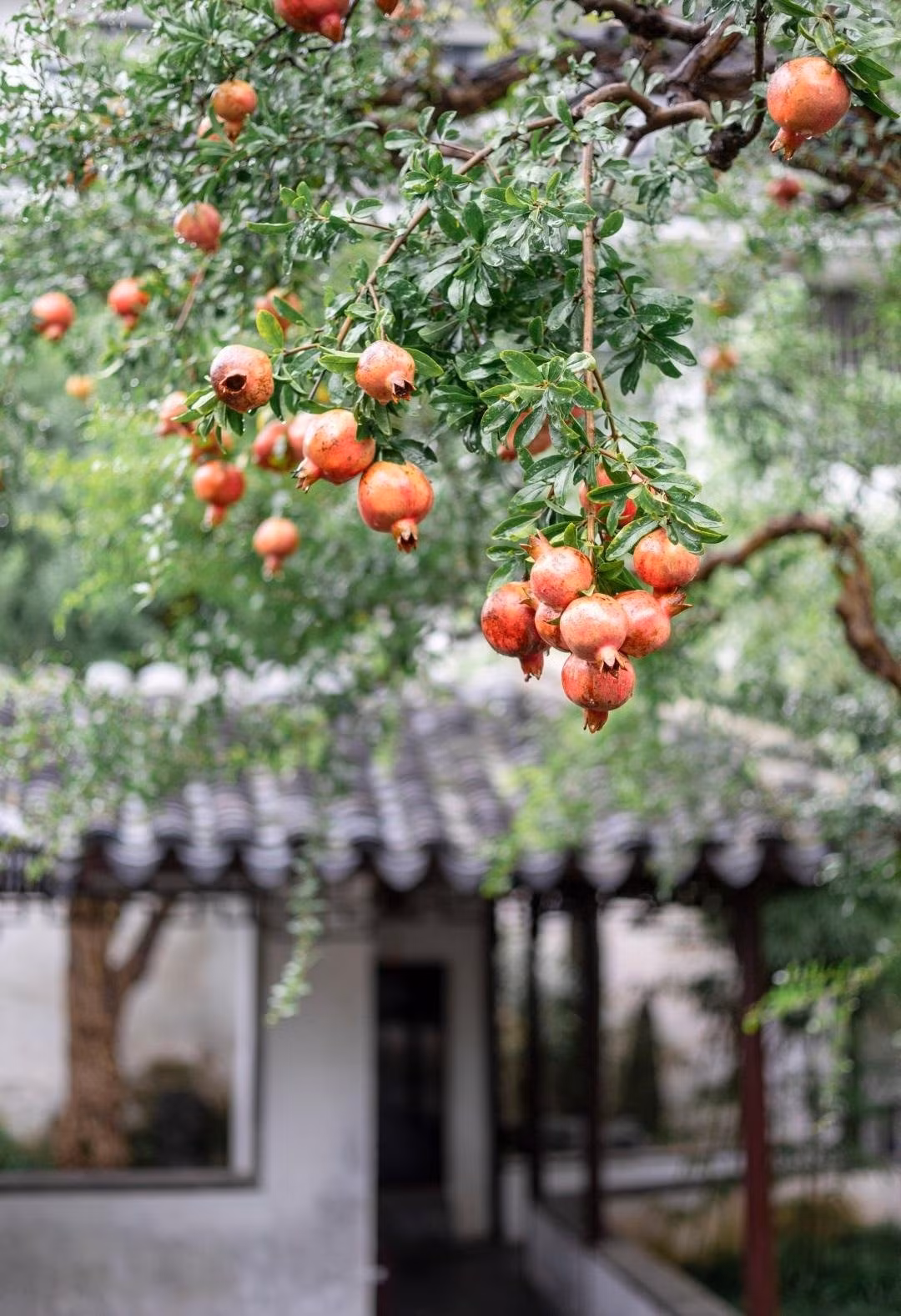 + Ánh sáng: Cây lựu là cây ưa sáng mạnh nên khi trồng cần chọn nơi có ánh nắng nhiều, tốt nhất là hướng Nam hoặc Đông Nam để đón dương khí. Nếu cây không đủ ánh sáng hoặc thời gian chiếu sáng quá ngắn sẽ làm ảnh hưởng đến sự sinh trưởng của cây. Cây ít hoa và ít đậu quả hơn. Khi trồng lựu ở trong chậu, mọi người hãy đặt cây nơi thoáng gió, có nắng ít nhất 6 tiếng mỗi ngày.