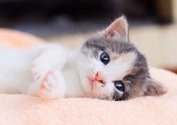 Sau khi trở lại làm việc sau Tết Nguyên đán, con giáp này nhận được rất nhiều sự giúp đỡ và hỗ trợ từ những người xung quanh nhờ vào các mối quan hệ tốt đẹp.
