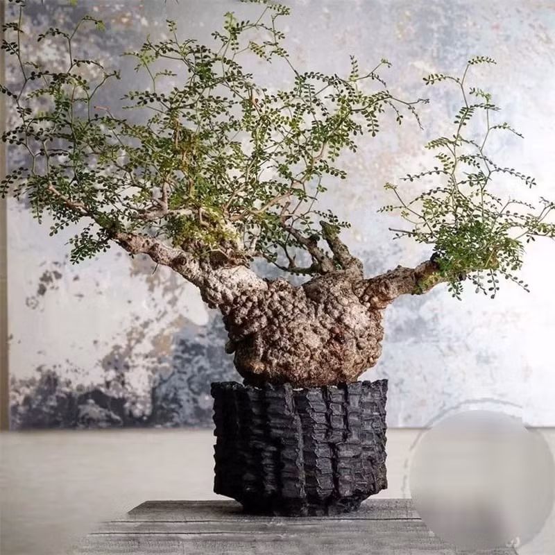 Trồng hoa và cây cảnh không chỉ làm đẹp không gian sống mà còn cải thiện sức khỏe, nuôi dưỡng tinh thần và thanh lọc không khí hiệu quả.