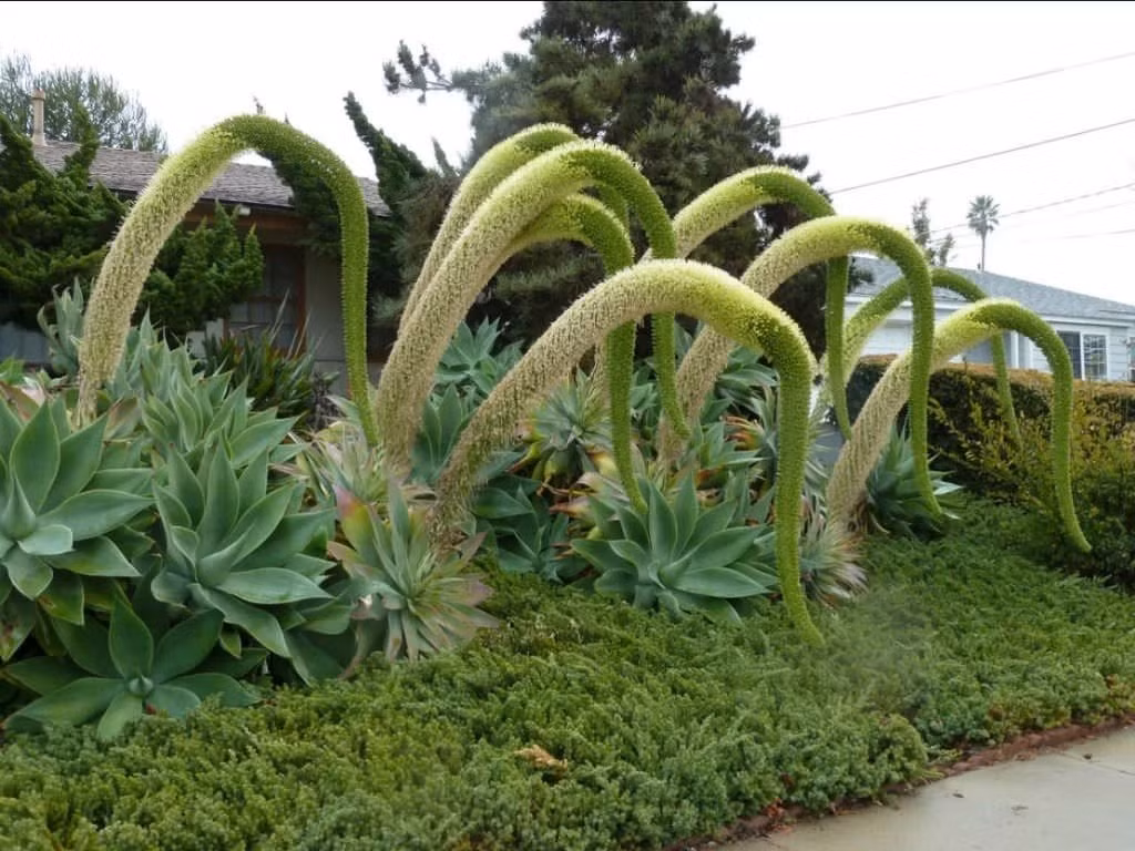Ngoài tự nhiên, nhiều loài thùa có kích thước khổng lồ và tuổi thọ cao. Theo quan niệm dân gian, thùa tượng trưng cho sự bền bỉ, giữ nhà và hút tài lộc. Khi trưởng thành, cây có thể trổ hoa cao vút, tạo nên cảnh tượng ấn tượng hiếm thấy.