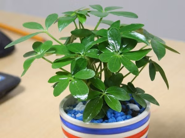 Về phong thủy, lá cây xòe rộng được xem là biểu tượng “gom lộc từ tứ phương”, mang lại may mắn và bảo vệ ngôi nhà. Nên đặt cây gần cửa sổ phòng khách để phát huy cả công dụng và ý nghĩa tốt lành.