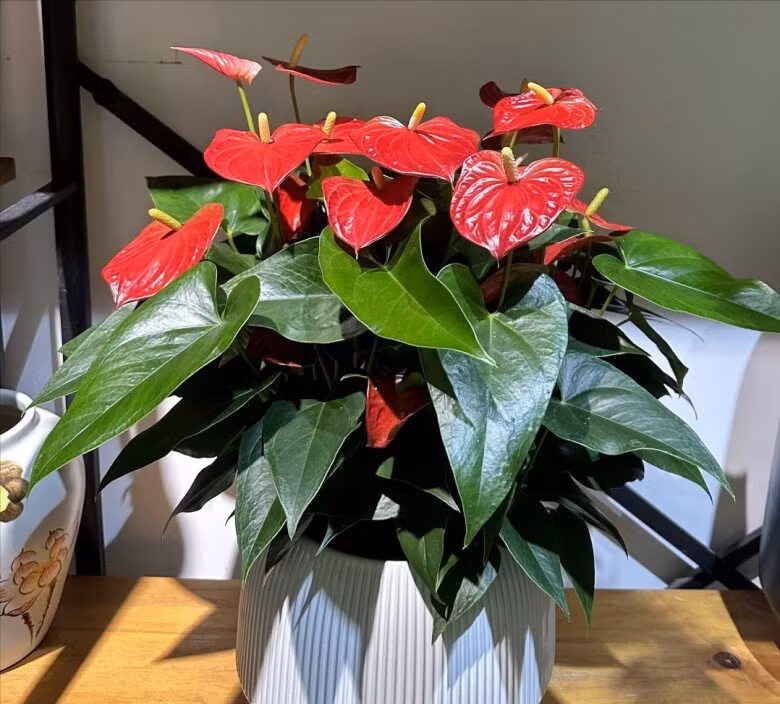 Hồng môn với sắc đỏ rực rỡ mang năng lượng của sự nhiệt huyết, thành công. Đặt cây trong phòng khách hay bàn làm việc vừa tạo điểm nhấn thẩm mỹ vừa thúc đẩy mối quan hệ xã hội.