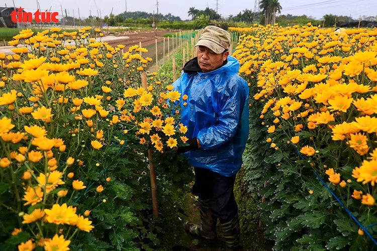 Giữa các luống hoa cúc cao ngang người, nông dân tất bật tỉa nụ, giữ dáng cho hoa.