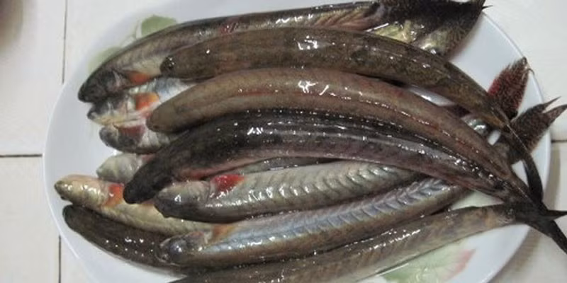 Tuy kích thước nhỏ, cá kèo lại có hàm lượng dinh dưỡng cao: giàu protein, ít chất béo và chứa nhiều khoáng chất thiết yếu như canxi, phốt pho và sắt. Bên cạnh đó, cá kèo còn cung cấp lượng Omega-3 tự nhiên giúp hỗ trợ tim mạch và cải thiện trí nhớ.