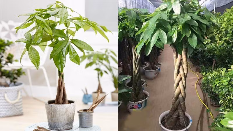 3. Cây kim ngân: Nếu muốn "gọi tên" tài lộc rõ ràng hơn thì khó bỏ qua cây kim ngân. Nó cũng được gọi là cây phát tài, là giống thân gỗ luôn xanh lá bốn mùa, lá dày khỏe và dáng đứng vững. Ý nghĩa là nguồn thu ổn định và cơ hội đến đều.
