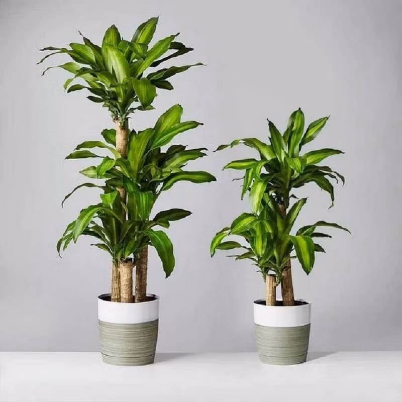 Khi trồng thiết mộc lan, gia chủ nên tưới nước cho cây vào sáng sớm hoặc chiều muộn khi trời không còn nắng. Loại cây này không cần tưới nước hàng ngày nhưng cần chú ý lượng nước vừa đủ và đất phải tơi xốp, bổ sung phân bón cho cây luôn xanh tốt. (*Thông tin mang tính tham khảo).