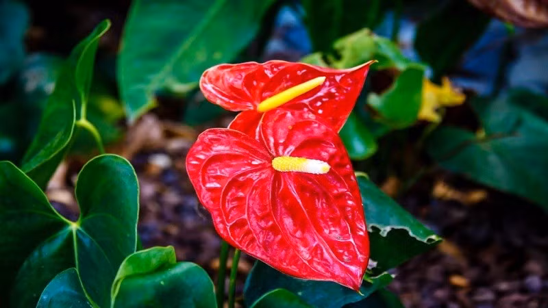 Cây thích ánh sáng tán xạ và độ ẩm vừa phải. Tránh để khô kiệt nhưng cũng không tưới tràn. Có thể áp dụng cách ngâm cả chậu trong khay nước ít phút rồi để ráo hoặc tưới nhẹ gốc. Khi ra hoa, góc làm việc như có điểm nhấn vui mắt, ai đi ngang cũng phải khen.