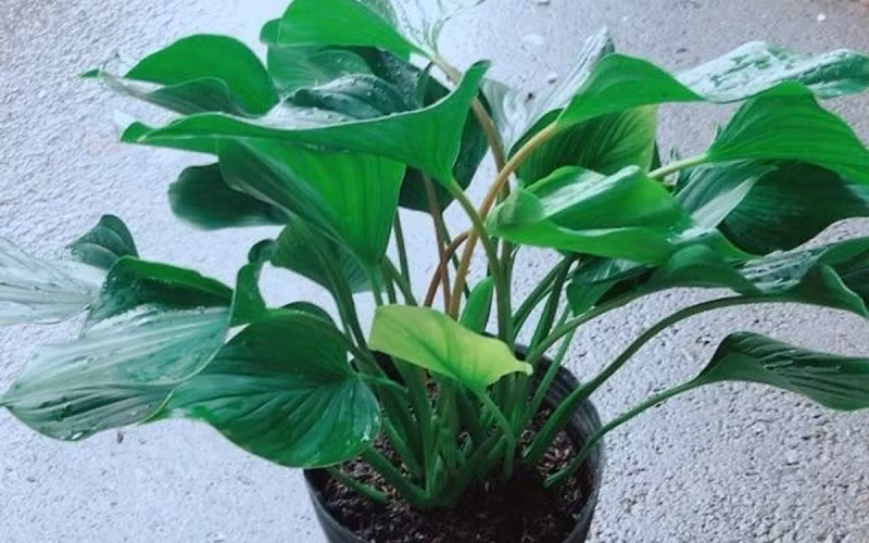 Trong phong thủy, cây thanh tâm mang ý nghĩa bình lặng, thanh tịnh, giúp xua tan muộn phiền và mang lại may mắn. Cây cảnh thanh tâm cũng có khả năng chịu bóng râm tốt và chỉ cần tưới nước thỉnh thoảng, rất dễ chăm sóc.