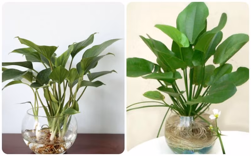 Cây cảnh không chỉ hấp thụ các chất độc hại trong không khí mà còn thanh lọc không khí, giúp ngôi nhà của bạn trong lành hơn. Hơn nữa, nó không cần nhiều ánh nắng mặt trời, nên rất thích hợp đặt ở những nơi râm mát trong phòng khách.