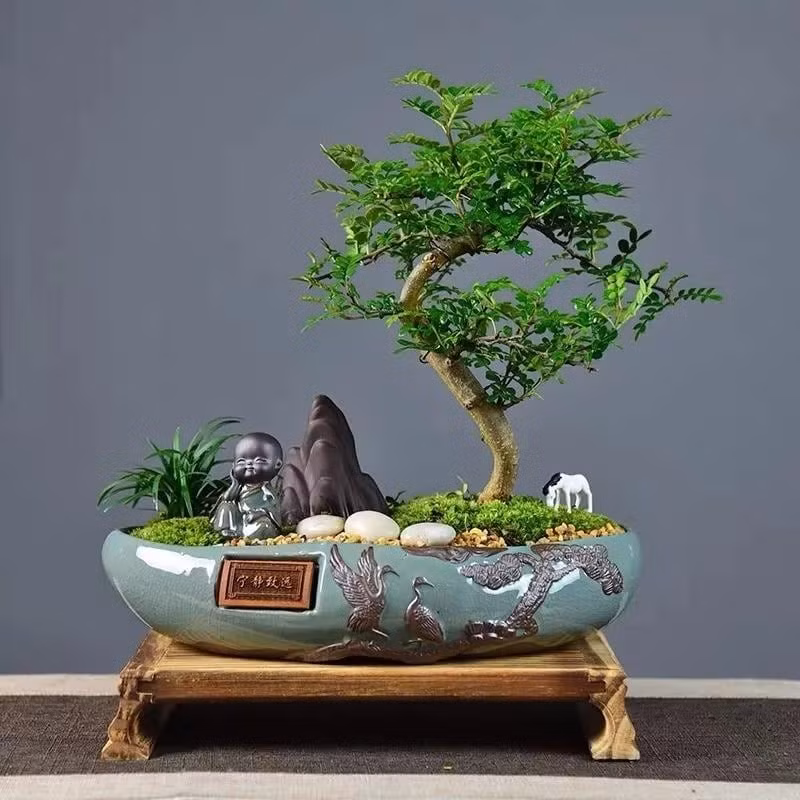 Cây cần ánh sáng và độ ẩm vừa phải, tránh ngâm nước lâu. Đặc biệt, thanh hương mộc có tuổi thọ cao, tượng trưng cho sự bền vững và trường tồn.