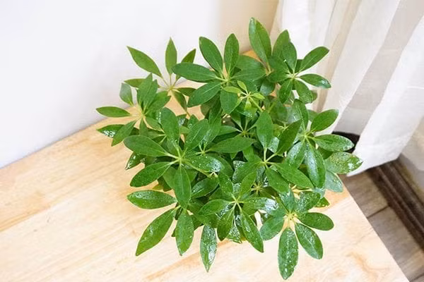 Đặt cây trong phòng ngủ giúp cải thiện giấc ngủ sâu: Cây ngũ gia bì giúp lọc khí, bổ sung oxy, làm dịu tâm trí và tạo không gian dễ chịu, giúp bạn ngủ ngon hơn, tăng cường sức khỏe mỗi ngày.