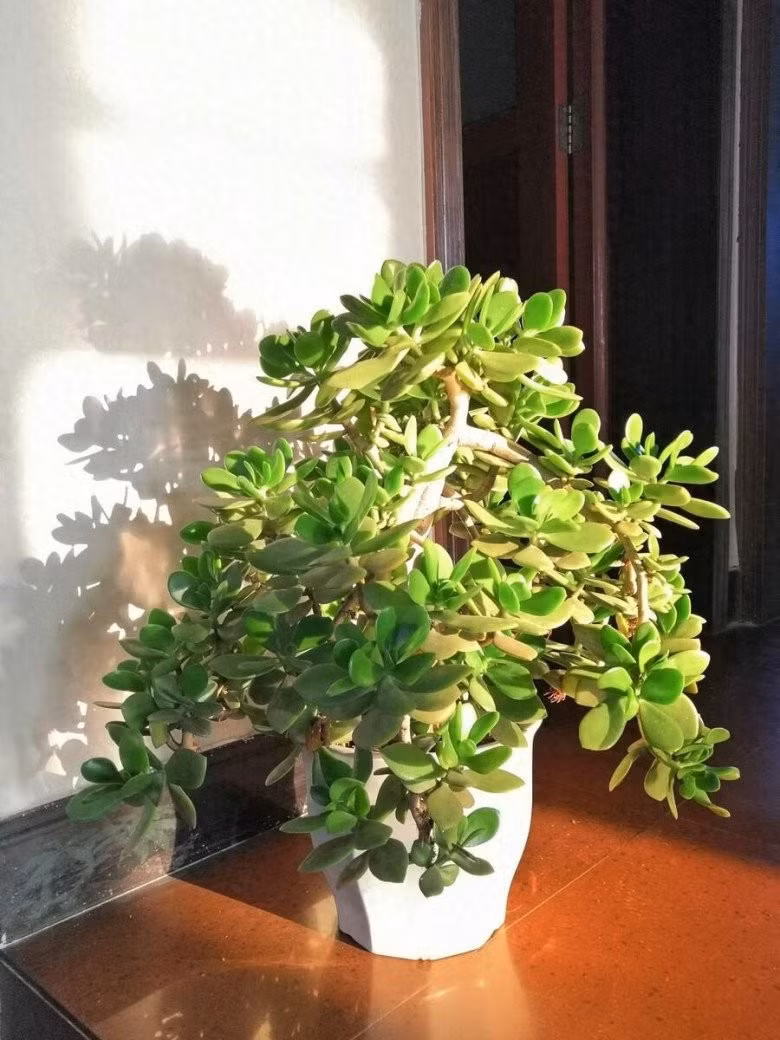 Chính đặc điểm này khiến cây rất được ưa chuộng để trang trí nhà cửa. Rễ cây phát triển mạnh, trữ nước tốt, nên dù quên tưới nước, cây vẫn sống khỏe.