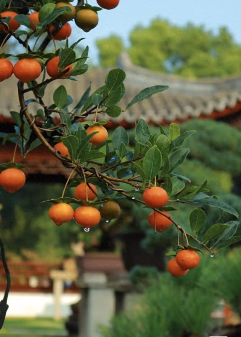 1. Hồng đá: “Cây tài lộc” trong giới bonsai. Nếu phải chọn một loài cây xứng đáng với tên gọi “cây sinh tài”, hồng đá (Diospyros cathayensis, hay còn gọi Cathay persimmon) chắc chắn nằm trong danh sách hàng đầu.