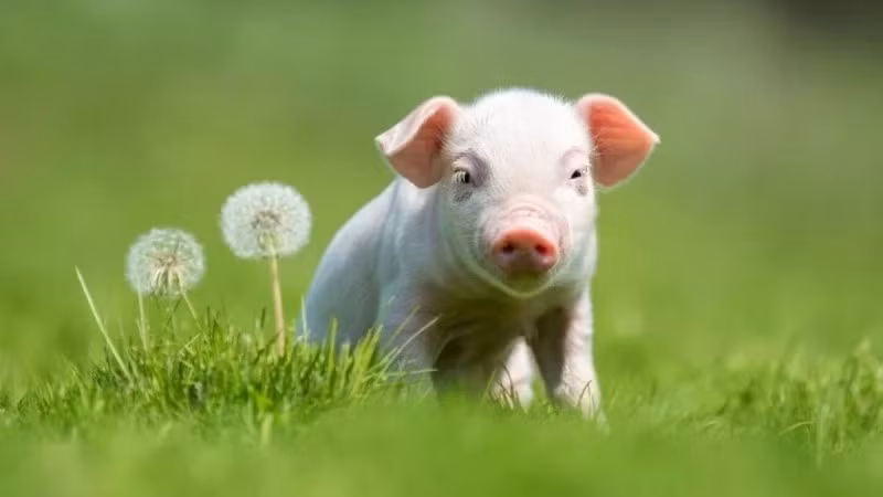  Tuổi Hợi: Tuổi Hợi là con giáp thật thà, lương thiện thẳng thắn hơn người. Trong khoảng 26/2 – 15/3, tuổi Hợi có cơ hội “hái lộc” bất ngờ. Họ làm gì cũng hanh thông, thuận lợi tự tìm đến cửa. May mắn đến khá tự nhiên, có thể từ một trò chơi may rủi nhỏ hoặc khoản tiền tưởng chừng đã quên.