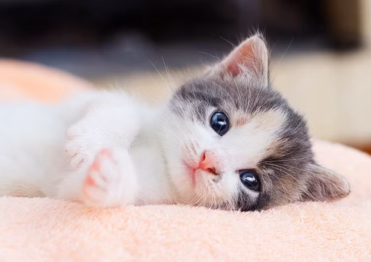 Trong gia đình, người tuổi Mão như một “kho tàng trí tuệ”, luôn đưa ra những lời khuyên sáng suốt giúp các thành viên khác quản lý tài chính hiệu quả và gia tăng tài sản, góp phần mang lại sự thịnh vượng và ổn định cho cả nhà.