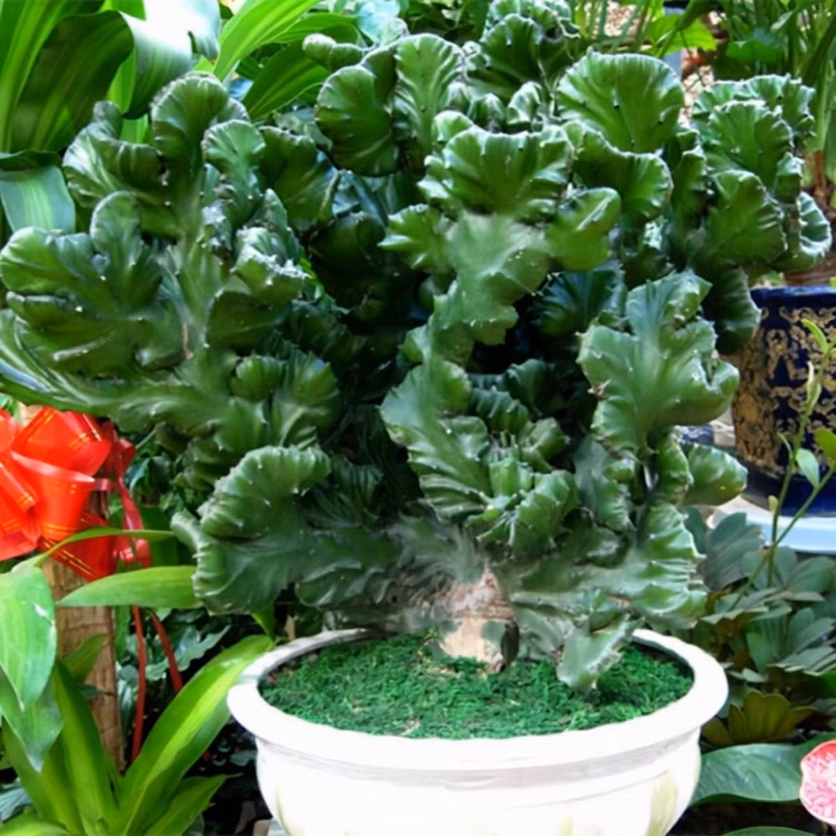 Ngọc kỳ lân cực dễ chăm, ưa đất thoát nước tốt và thích nắng. Chỉ cần nhớ nguyên tắc “thà khô hơn ướt”, tưới khi đất khô hoàn toàn. Cây sinh trưởng tốt ở 20–30℃, dưới 10℃ sẽ ngủ đông và rụng lá – vì vậy cần giữ ấm vào mùa lạnh.